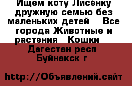 Ищем коту Лисёнку дружную семью без маленьких детей  - Все города Животные и растения » Кошки   . Дагестан респ.,Буйнакск г.